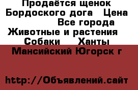 Продаётся щенок Бордоского дога › Цена ­ 37 000 - Все города Животные и растения » Собаки   . Ханты-Мансийский,Югорск г.